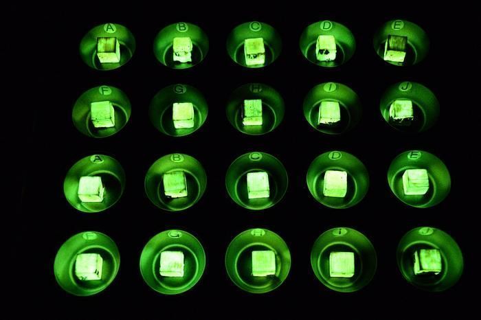 A imagem mostra amostras de madeira que se tornaram luminosas após serem inoculadas com o fungo. • Créditos: Empa