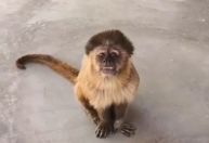 Macaco invade propriedade no RN e "faz a festa" no local; veja vídeo