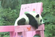 Aniversário de seis meses de filhote de panda gigante é comemorado na China