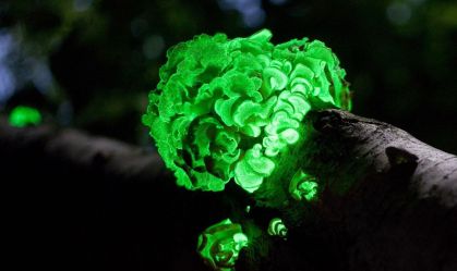 Cientistas utilizam fungo para fazer madeira brilhar no escuro; veja