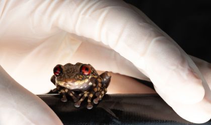 Projetos de conservação brasileiros buscam salvar pererecas da extinção