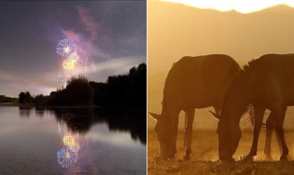 Dono de chácara é condenado por morte de cavalos após uso de fogos de artifício