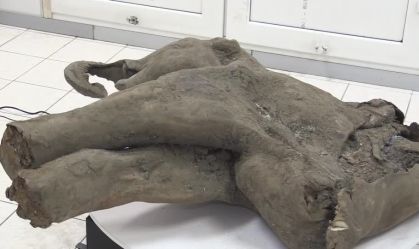 Mamute jovem que viveu há 50 mil anos é achado praticamente intacto na Sibéria