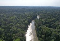 Ambipar acerta parceria para projeto florestal no Vale do Paraíba