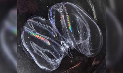 Cientistas desvendam mistério de águas-vivas que conseguem se fundir; entenda