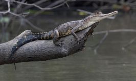 Espécies descobertas na Bacia do Congo em 2023