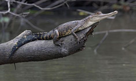 Espécies descobertas na Bacia do Congo em 2023