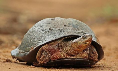 Espécies descobertas na Bacia do Congo em 2023