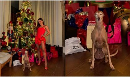 Cachorro de Anitta vira meme ao posar para foto de Natal; veja