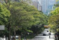 Cidade de Belo Horizonte pretende plantar 50 mil árvores em 2025