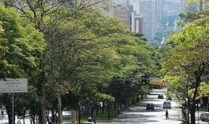 Cidade de Belo Horizonte pretende plantar 50 mil árvores em 2025