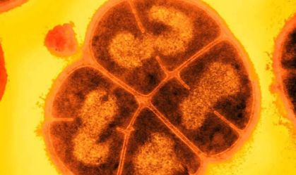 Cientistas dizem que encontraram arma secreta contra radiação