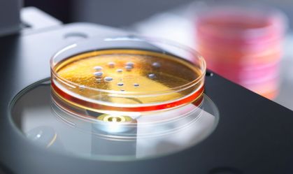 Cientistas alertam sobre riscos sem precedentes da criação de bactérias-espelho