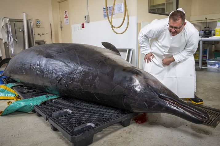 O especialista em baleias-de-bico Anton van Helden inspeciona uma baleia-de-dentes-de-espada macho antes de uma dissecação no Invermay Agricultural Centre, Mosgiel, perto de Dunedin, Nova Zelândia, em 2 de dezembro de 2024 • Derek Morrison/AP via CNN Newsource