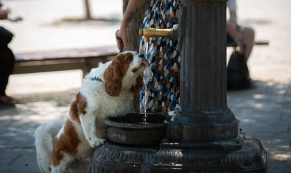 Pets no verão: veja mitos e verdades sobre cuidados em altas temperaturas