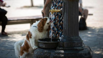 Cachorro bebe água em parque de Barceloneta, em Barcelona, na Espanha, para se refrescar das altas temperaturas da onda de calor