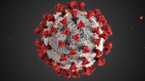 coronavirus SARS-CoV-2