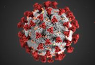Infectologista: Não há perigo de novo coronavírus causar danos a humanos