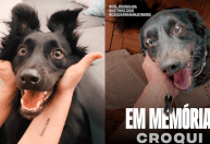 Casal volta de viagem e encontra cão morto em hospedagem para pets em SP