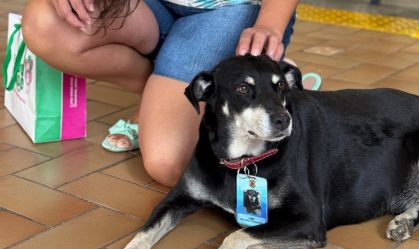 Cachorro vira-lata é o novo “contratado” do AME de Presidente Prudente em SP