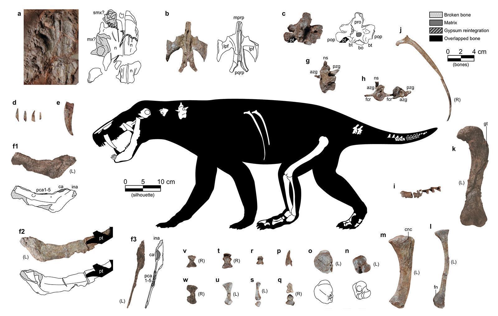 Ilustração do gorgonopsiano recém-descrito mostra os fósseis que foram encontrados: caninos em forma de facas; partes de sua mandíbula; algumas vértebras, costelas, cóccix e ossos dos pés; e a maioria dos ossos de um membro posterior • Matamales-Andreu et al, illustration by Eudald Mujal/SMNS/Field Museum via CNN Newsource