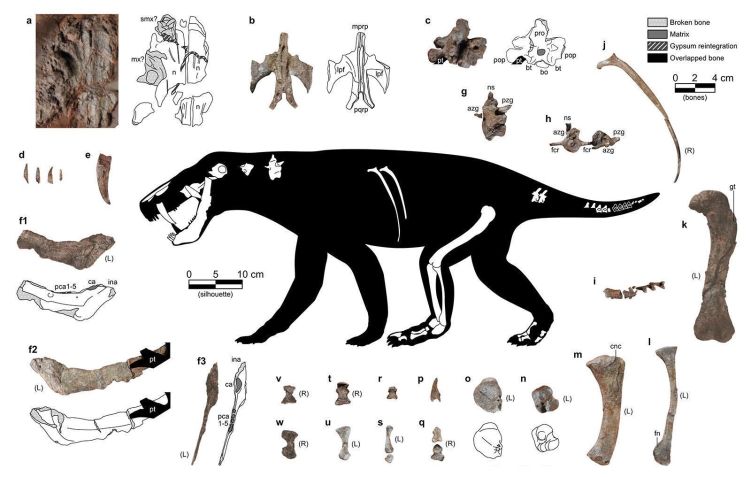 Ilustração do gorgonopsiano recém-descrito mostra os fósseis que foram encontrados: caninos em forma de facas; partes de sua mandíbula; algumas vértebras, costelas, cóccix e ossos dos pés; e a maioria dos ossos de um membro posterior • Matamales-Andreu et al, illustration by Eudald Mujal/SMNS/Field Museum via CNN Newsource