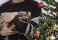 Tem gatinho em casa? Saiba como montar sua árvore de Natal