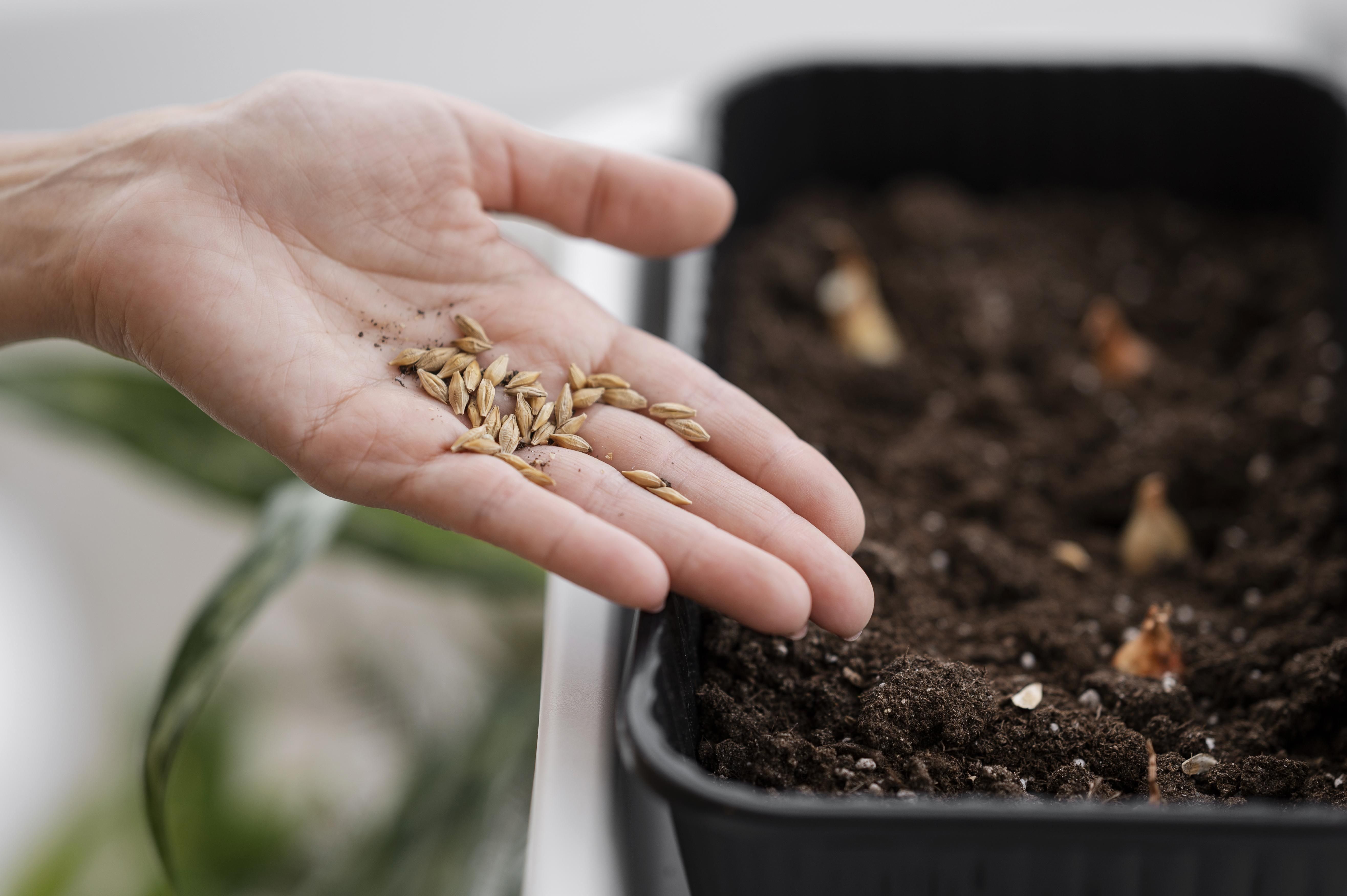 high-angle-woman-holding-seeds-planting-with-pot