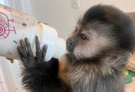 Justiça determina que Ibama devolva macaca de estimação para família