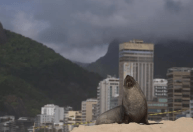 Vídeo: Lobo-marinho aparece na areia e vira atração turística em Ipanema, no Rio
