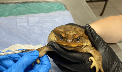 Sapo tem boca colada com cabelo dentro em ritual no RS; animal é resgatado e passa por cirurgia
