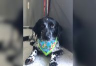 Filho de tutora vai buscar cadela em pet shop, mas encontra animal enforcado na mesa de tosa