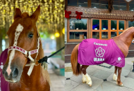 Cavalo Caramelo, símbolo das enchentes no RS, é oficialmente adotado