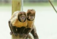 Animais sentem ciúmes como os seres humanos? Cientistas respondem