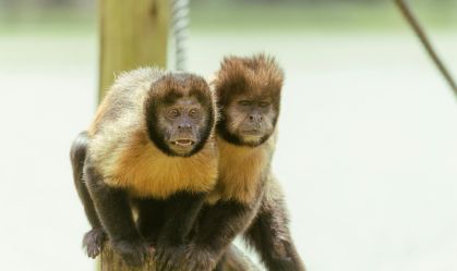 macaco prego Italo Crespi via Pexels