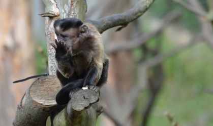 Laços sociais são fundamentais para macacos-prego aprenderem novas habilidades