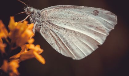Mariposas decidem onde botar ovos com base no "choro de plantas desidratadas"
