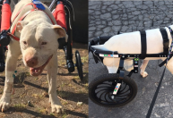Morre cachorro Sansão, símbolo da luta contra maus-tratos a animais