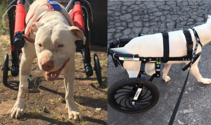 Morre cachorro Sansão, símbolo da luta contra maus-tratos a animais