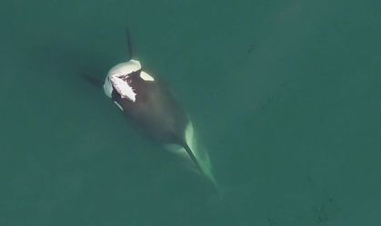 Orcas voltam a usar "chapéus de salmão" em mares dos EUA