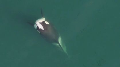 Orca conhecida como A99 usa 'chapéu' de salmão