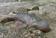 Peixe com "cabeça de bolha" está entre 27 novas espécies encontradas no Peru
