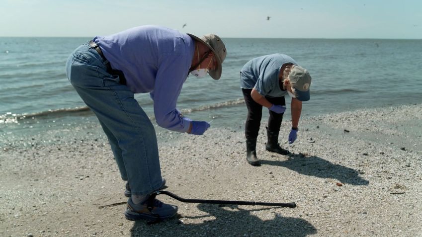 Robert Webster e Pamela McKenzie coletam amostras de cocô de pássaros em Reeds Beach, Nova Jersey, nos Estados Unidos • CNN