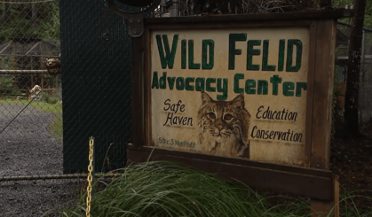 Santuário de animais Wild Felid Advocacy Center, em Washington, nos Estados Unidos
