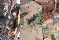 Mulher que envenenou 26 gatos é condenada por mortes no interior de SP