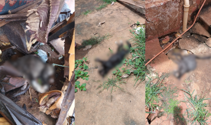Mulher que envenenou 26 gatos é condenada por mortes no interior de SP
