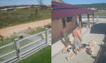 Câmeras registram fuga de 18 lulus-da-pomerânia de canil em SC; veja
