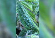 Geada atinge cidade na serra de Santa Catarina