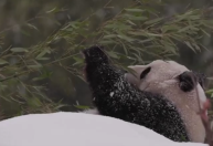 Pandas brincam na neve em zoológico de Washington após forte nevasca; veja vídeo