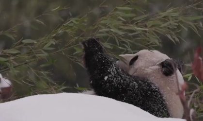 Pandas brincam na neve em zoológico de Washington após forte nevasca; veja vídeo